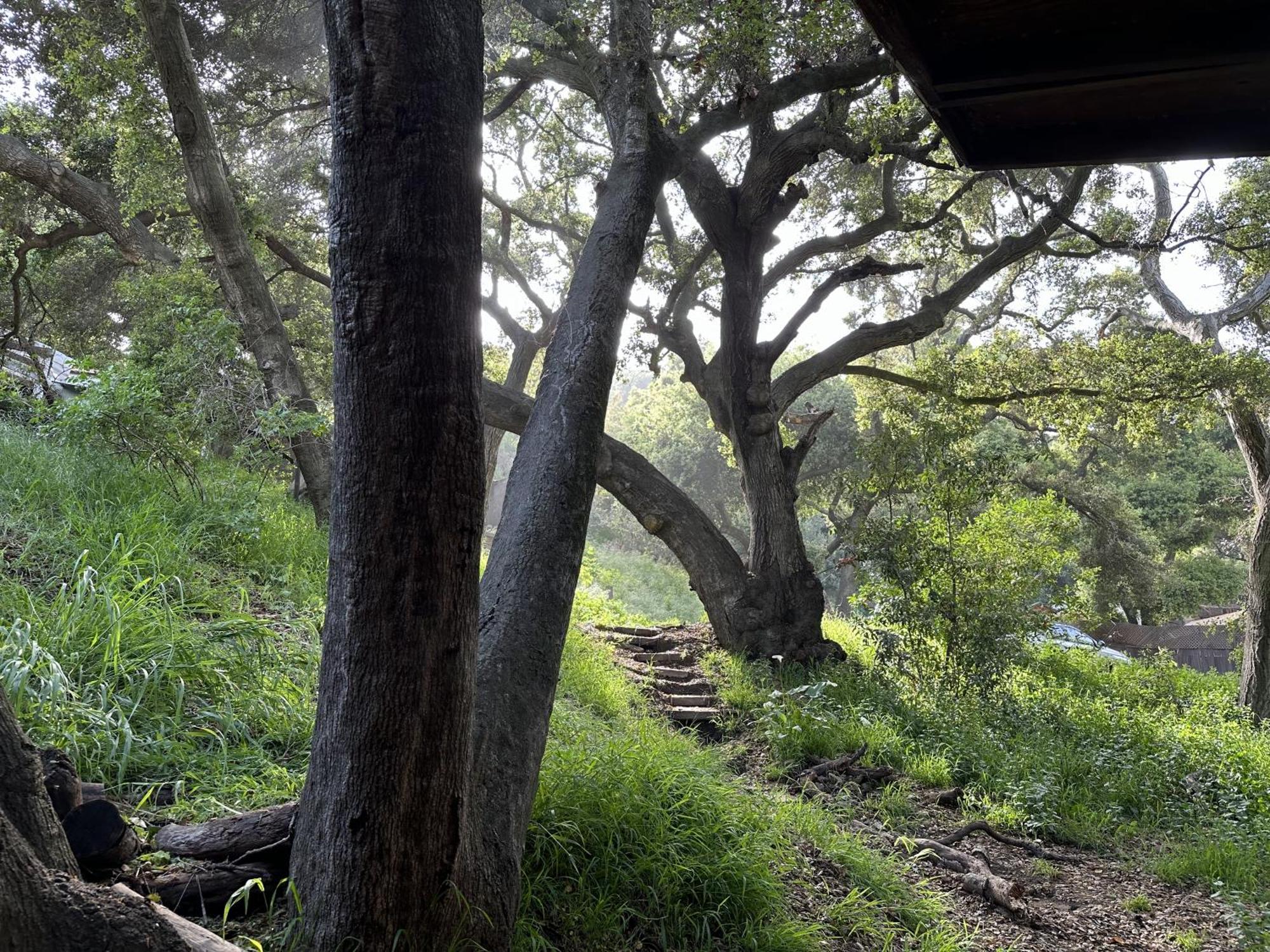Wonderland * Topanga