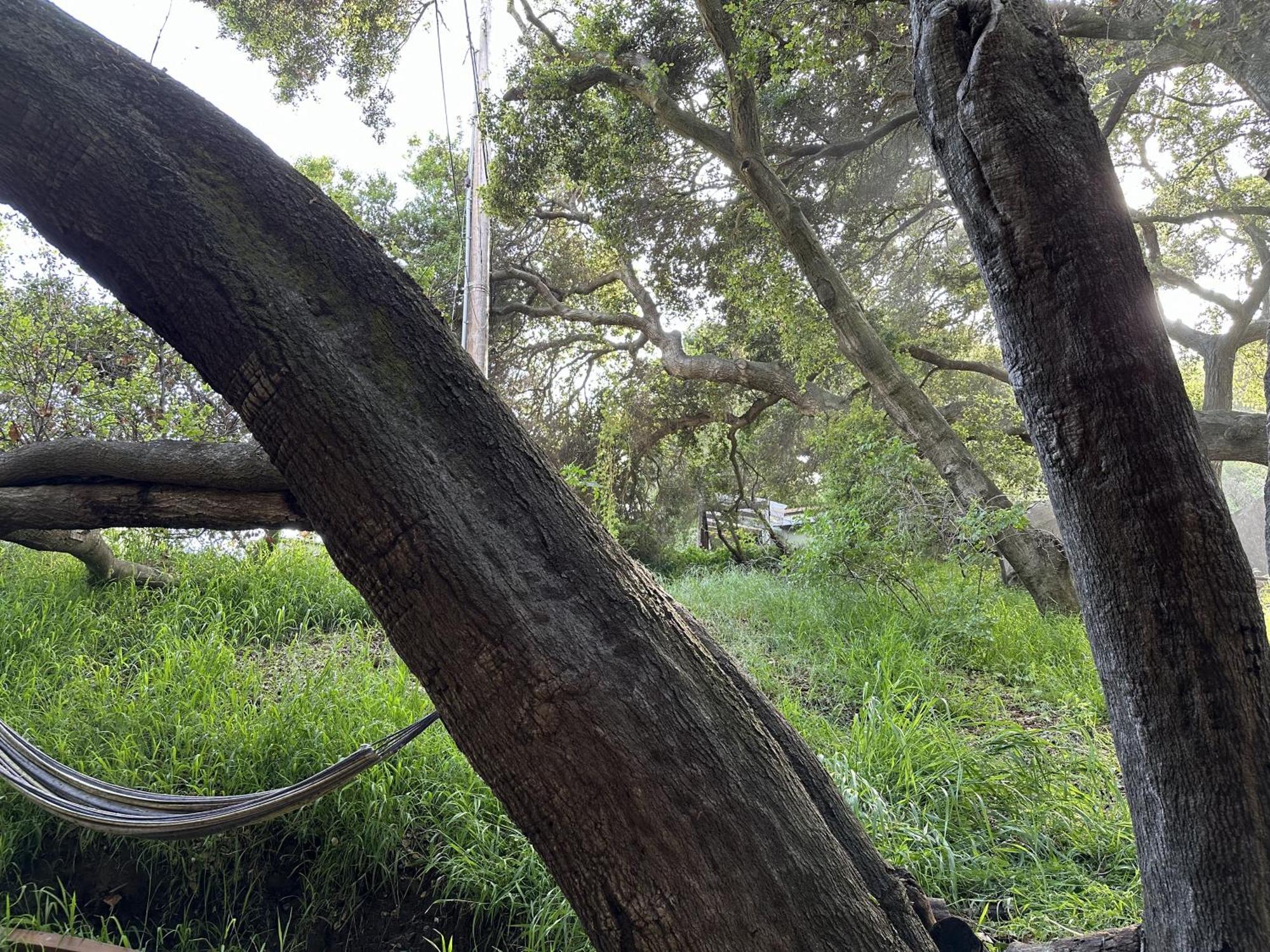 Wonderland * Topanga